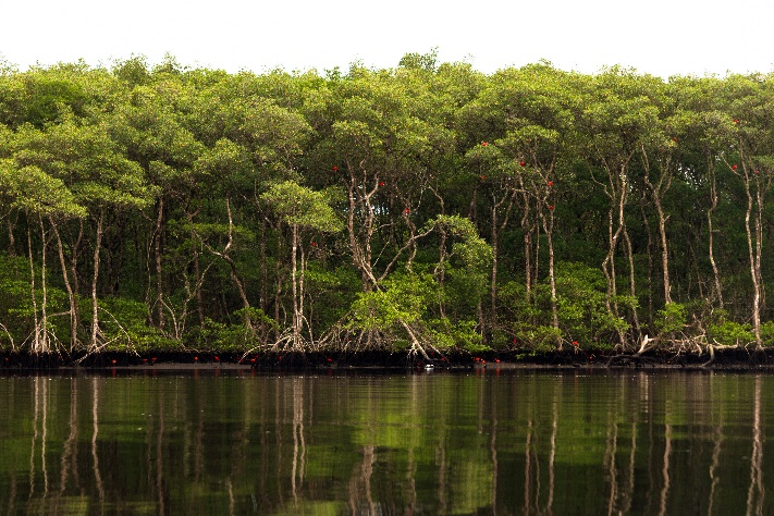 Projeto Biodiversidade Minuca vocator